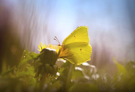 Gonepteryx rhamni resting on a flowerの写真素材