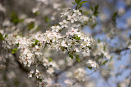 white blossoms on a spring dayの写真素材