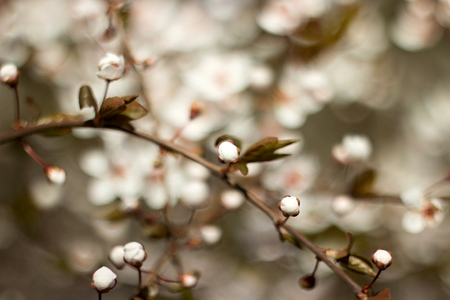 pink blossoms on a spring dayの写真素材