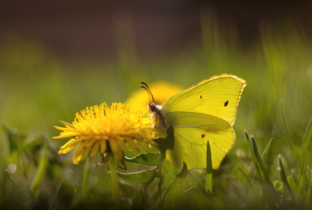 Gonepteryx rhamni resting on a flowerの写真素材