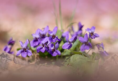 blue violets in the forest