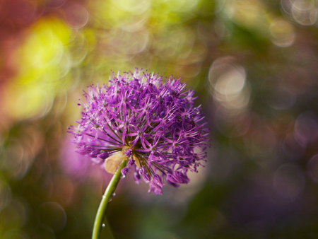 pink ornamental garlic in the gardenの写真素材