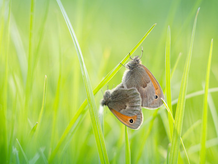 two butterflies sitting on the grassの写真素材