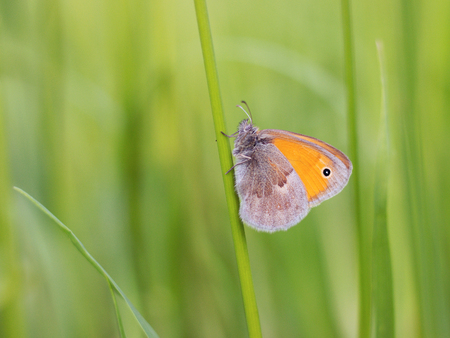 butterfly sitting on the grassの写真素材
