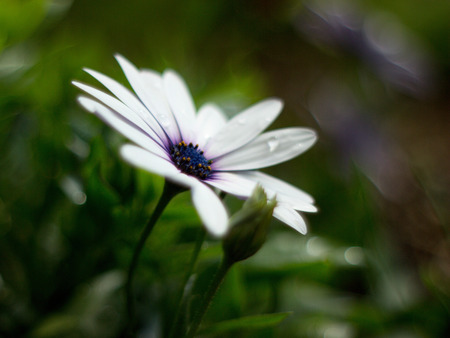 osteospermum blooming in the gardenの写真素材