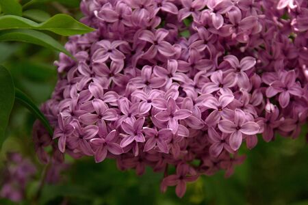 Pink Lilac blooming in the gardenの写真素材
