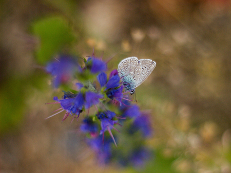butterfly sitting on a blue flowerの写真素材