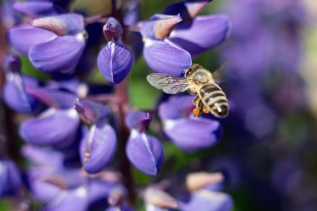 lupine blooming in the meadow and bee