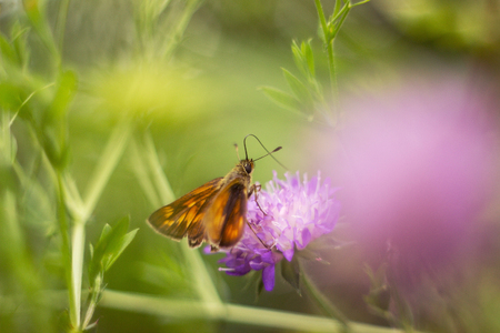 Skipper butterfly sitting on a plantの写真素材
