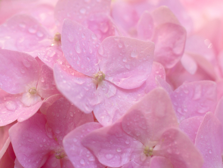 closeup image of hydrangea flowerの写真素材