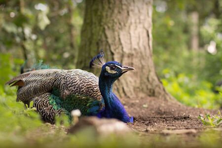 Peacock resting in the gardenの写真素材