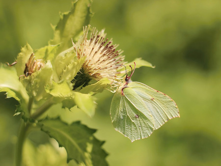 yellow butterfly on a flower