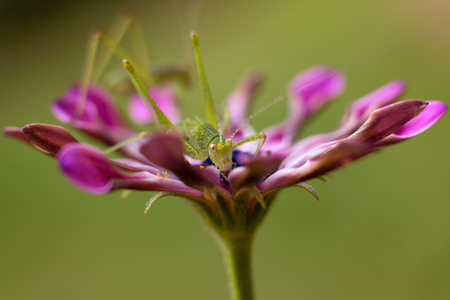 green grasshopper resting on osteospermumの写真素材