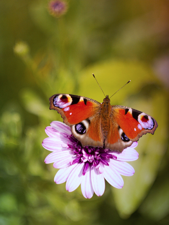Butterfly Aglais io on a flowerの写真素材