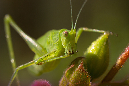 green grasshopper resting on a flower