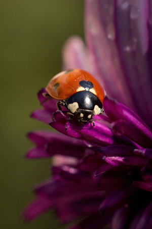 ladybird resting on a purple flowerの写真素材