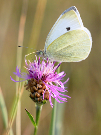 white butterfly resting on a pink flowerの写真素材