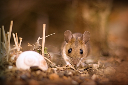 Little mouse (Apodemus flavicollis)in the garden