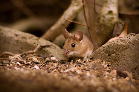 Little mouse (Apodemus flavicollis)in the gardenの写真素材