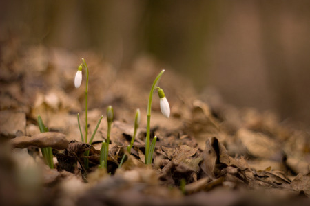 The first snowdrops in the forestの写真素材