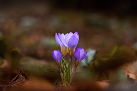 Blue crocus in early spring