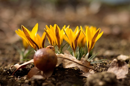 Yellow crocus in early spring