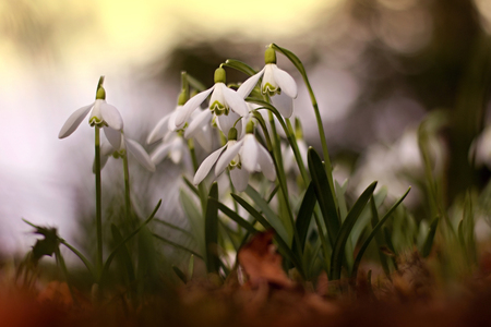 The first snowdrops in the forestの写真素材