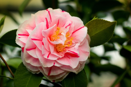 Japanese camellia blooming in the greenhouseの写真素材