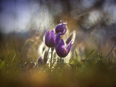 Purple pasque flower blooming in the meadowの写真素材