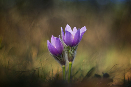 Purple pasque flower blooming in the meadowの写真素材
