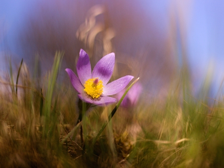 Purple pasque flower blooming in the meadow