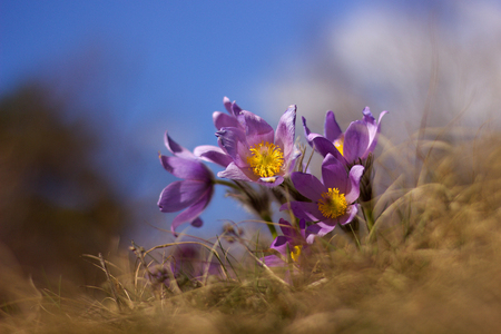 Purple pasque flower blooming in the meadowの写真素材