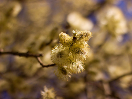 The Flower of pussy willowの写真素材