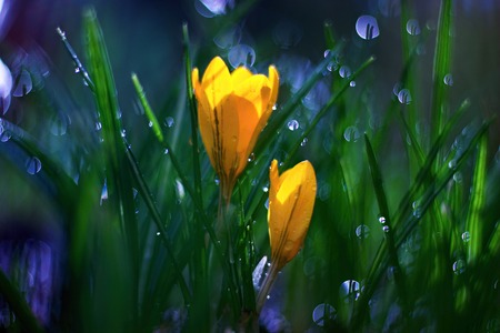 Yellow crocus in early spring