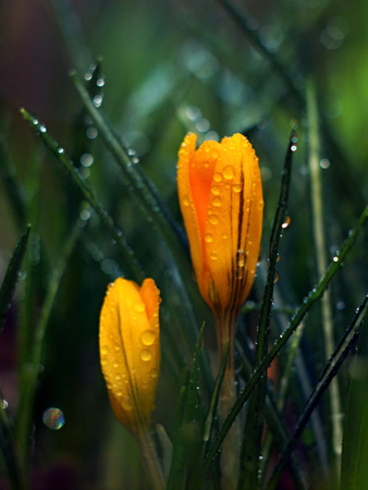 Yellow crocus in early springの写真素材