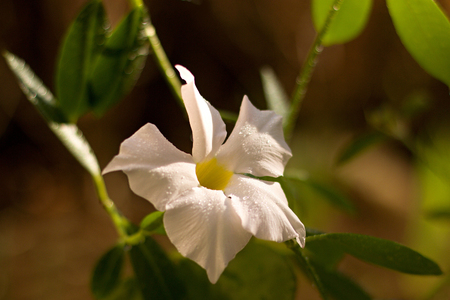White Mandevilla - beautiful tropical plantの写真素材