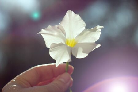 White Mandevilla - beautiful tropical plantの写真素材