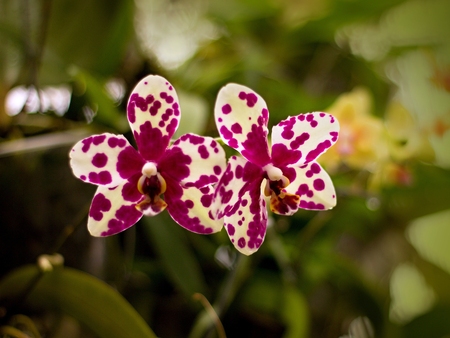 Beautiful blooming orchid in the greenhouseの写真素材
