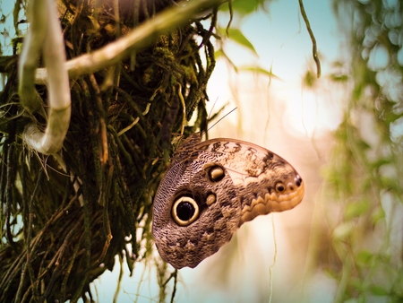 Beautiful tropical butterfly Caligo memnonの写真素材