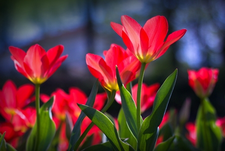 Beautiful red tulips in the parkの写真素材