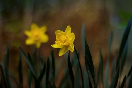 Lovely daffodil blooming in the gardenの写真素材