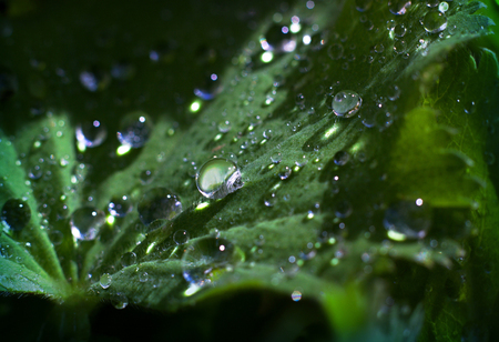 Lady's mantle - morning dew on the leaves