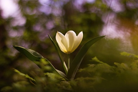 White tulip blooming in the gardenの写真素材
