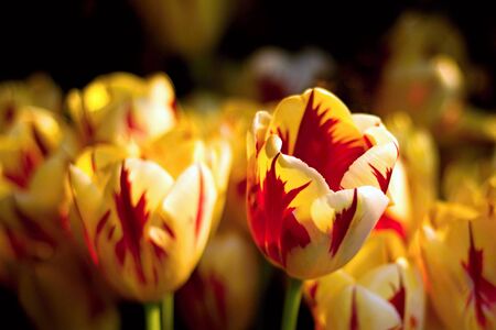 Tulips blooming in the gardenの写真素材