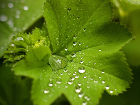 Lady's mantle - morning dew on the leaves