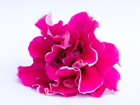 Petunia on a white background