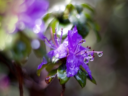 Flowering rhododendron in a botanical gardenの写真素材