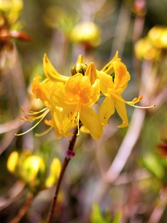 Flowering rhododendron in a botanical gardenの写真素材