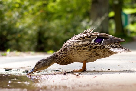 Young wild duck in the parkの写真素材
