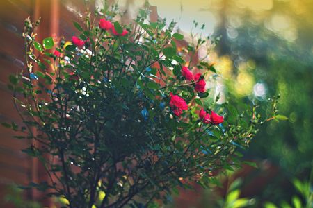Red rose blooming in the gardenの写真素材